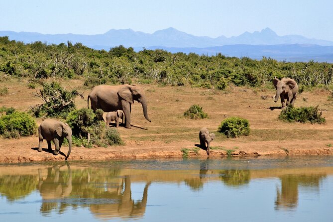 Tarangire Joint Tour(Free Accommodation Before Safari) - Reservation Information