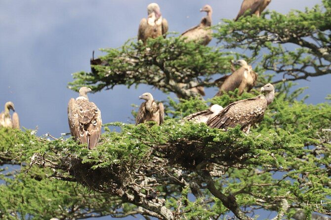 Tarangire Joint Tour(Free Accommodation Before Safari) - Contact Details