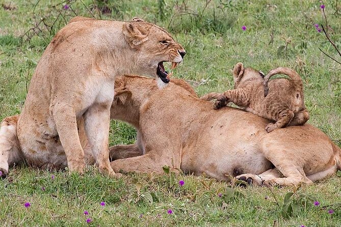 Tarangire Joint Tour(Free Accommodation Before Safari) - Review and Verification Process