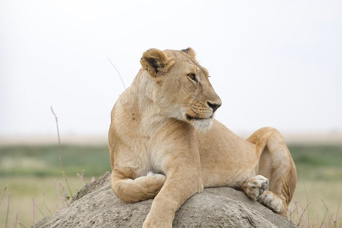 Tarangire Joint Tour(Free Accommodation Before Safari) - Location and Meeting Details