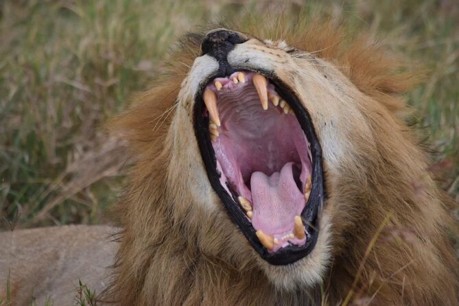 Tarangire Joint Tour(Free Accommodation Before Safari) - Frequently Asked Questions