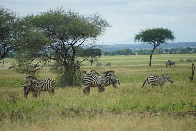 Tarangire National Park - Meeting and End Points