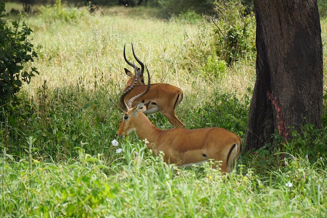 Tarangire National Park - Price and Booking Information