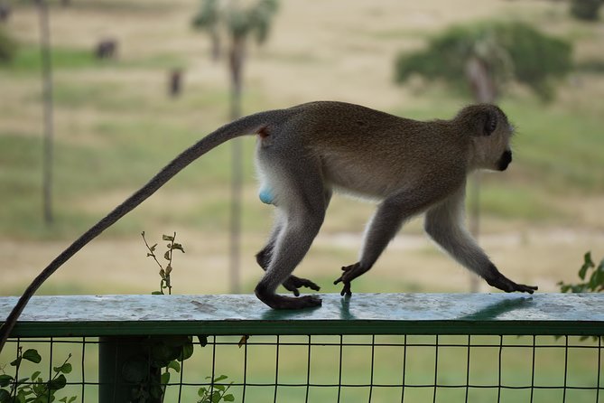 Tarangire National Park - Reviews and Rating