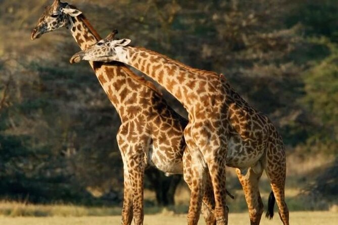 Tarangire National Park Day Trip - Itinerary