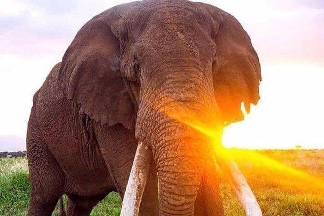 Tarangire National Park Day Trip - Birdwatching Paradise