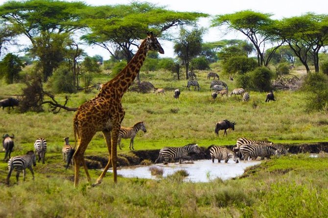 Tarangire National Park Guided Day Tour From Arusha - Meeting and Pickup Options
