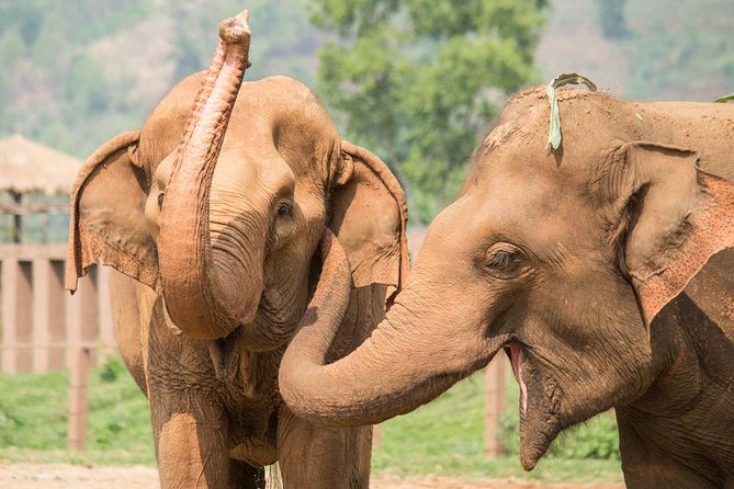 Tarangire National Park Guided Day Tour From Arusha - Tour Schedule