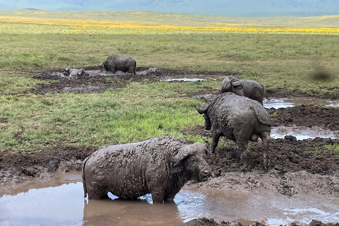 Tarangire & Ngorongoro Crater Group Safari (2 Days) - Additional Information