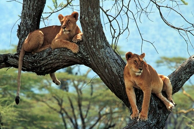Tarangire, Ngorongoro & Lake Manyara Group Safari (3 Days) - Customer Reviews