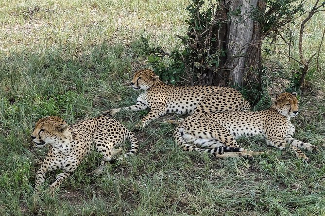Tarangire Park Day Trip - Itinerary Details