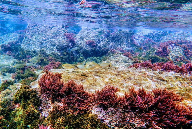 Tarifa: Guided Strait Natural Park Snorkel Tour - Setting the Scene in Tarifa: What to Expect