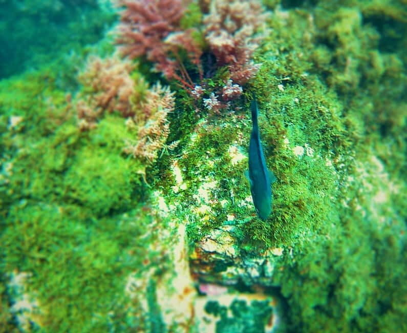 Tarifa: Guided Strait Natural Park Snorkel Tour - Final Thoughts: Is It Worth It?