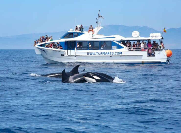 Tarifa: Orca, Whale and Dolphin Watching Boat Experience - Good To Know