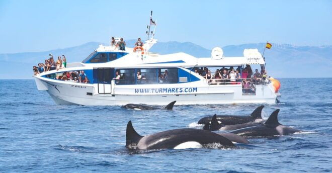 Tarifa: Orca, Whale and Dolphin Watching Boat Experience - Tour Inclusions and Amenities