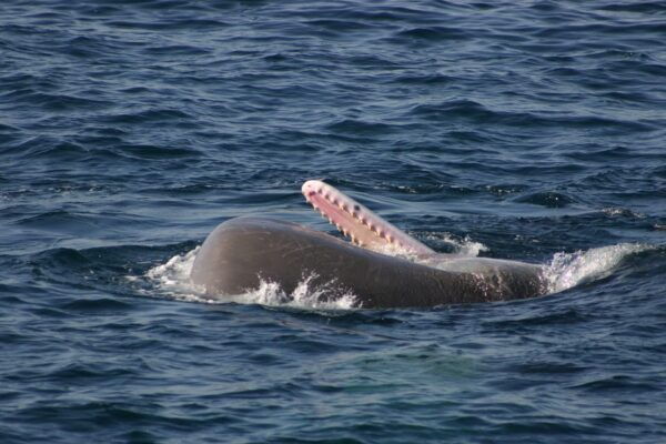 Tarifa: Orca, Whale and Dolphin Watching Boat Experience - Responsible Whale Observation