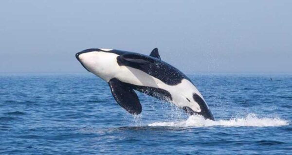 Tarifa: Orca, Whale and Dolphin Watching Boat Experience - Discounts and Offers