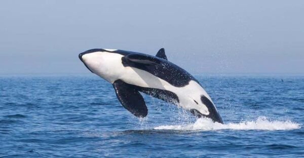 Tarifa: Orca, Whale and Dolphin Watching Boat Experience - Meeting Point and Preparation