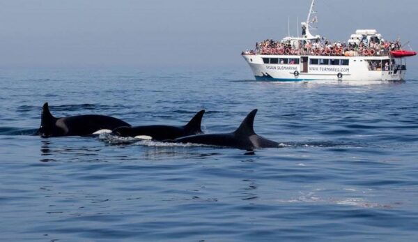 Tarifa: Orca, Whale and Dolphin Watching Boat Experience - Frequently Asked Questions