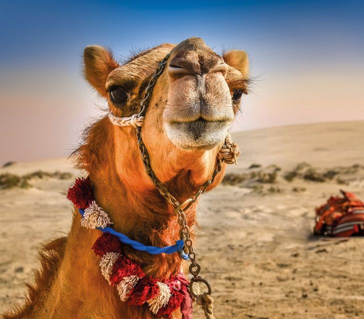 Tarifa: Tangier Day Trip by Ferry With Lunch & Tour Guide - Activity Details and Logistics