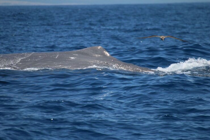 Tarifa: Whale & Dolphin Watching in the Strait of Gibraltar - Experience Details