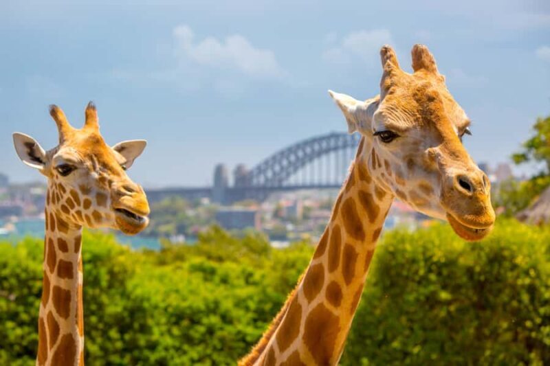 Taronga Zoo Aussie Backyard Adventure - Authentic Reviews and Extra Insights