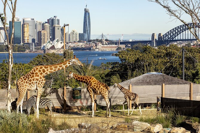 Taronga Zoo Sydney Harbour Hopper Combo Passes - Pricing and Value