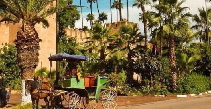 Taroudant and Tiout Oasis Trip With Lunch - Booking Information