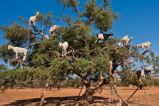 Taroudant Half Day Excursion From Agadir - Common Questions