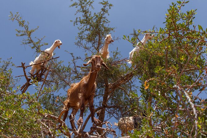Taroudant & Tiout Guided Day Trip Including Lunch. - Affordable Pricing and Customer Reviews