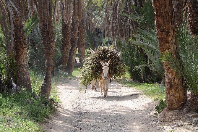 Taroudant & Tiout Guided Day Trip Including Lunch. - The Sum Up