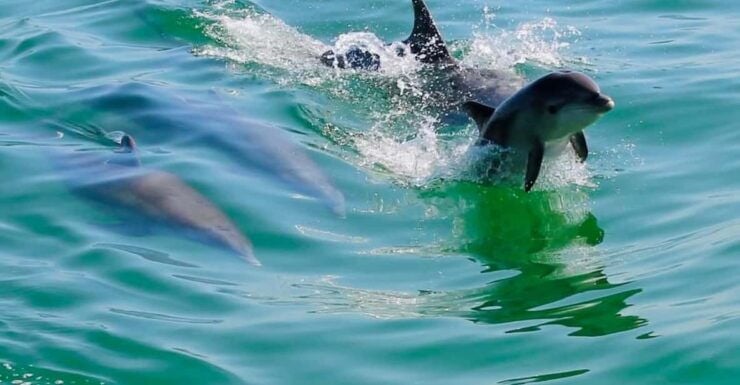 Tarpon Springs: Evening Dolphin Cruise - Good To Know
