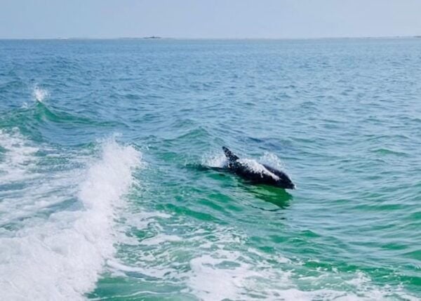 Tarpon Springs: Evening Dolphin Cruise - Cruise Safety and Policies