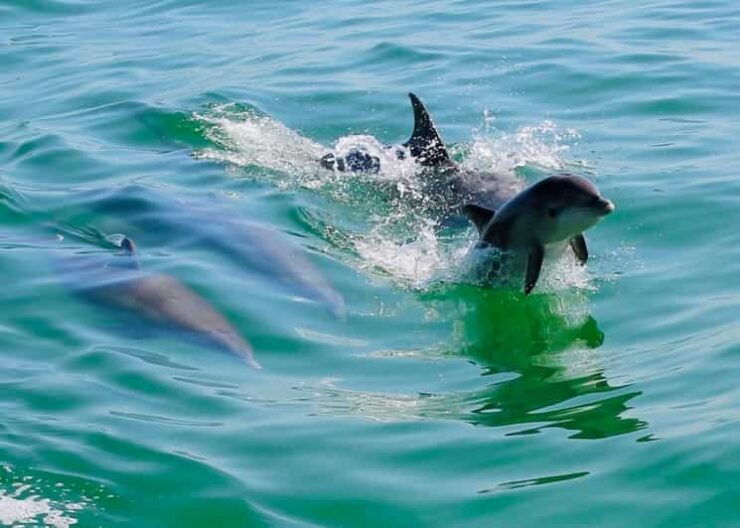 Tarpon Springs: Evening Dolphin Cruise - Wildlife and Scenic Experience