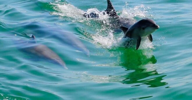 Tarpon Springs: Evening Dolphin Cruise - Onboard Amenities and Activities