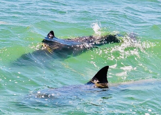 Tarpon Springs: Evening Dolphin Cruise - Positive Customer Feedback