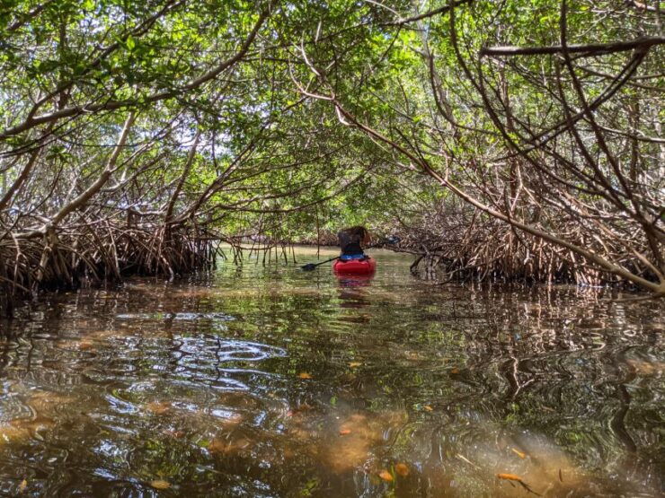 Tarpon Springs: Guided Anclote River Kayaking Tour - Tour Details