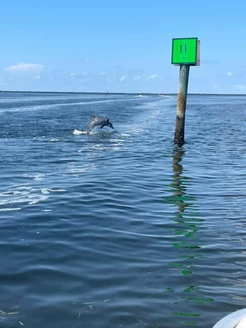 Tarpon Springs: Private Island Tour & Dolphin Cruise - A Detailed Look Into the Tarpon Springs Private Island & Dolphin Cruise