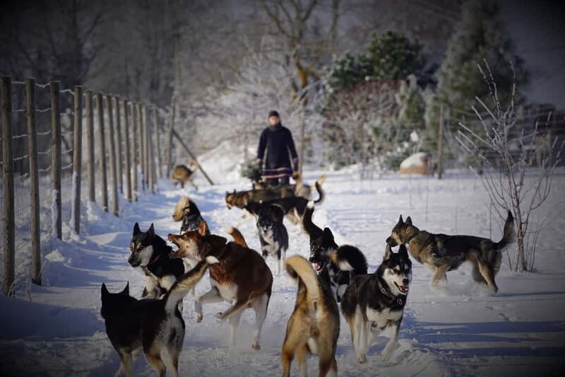 TARTU COUNTRY: SLED DOG TOUR AND KENNEL VISIT - The Value of the Experience
