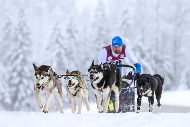 TARTU COUNTRY: SLED DOG TOUR AND KENNEL VISIT - Practical Details and Tips