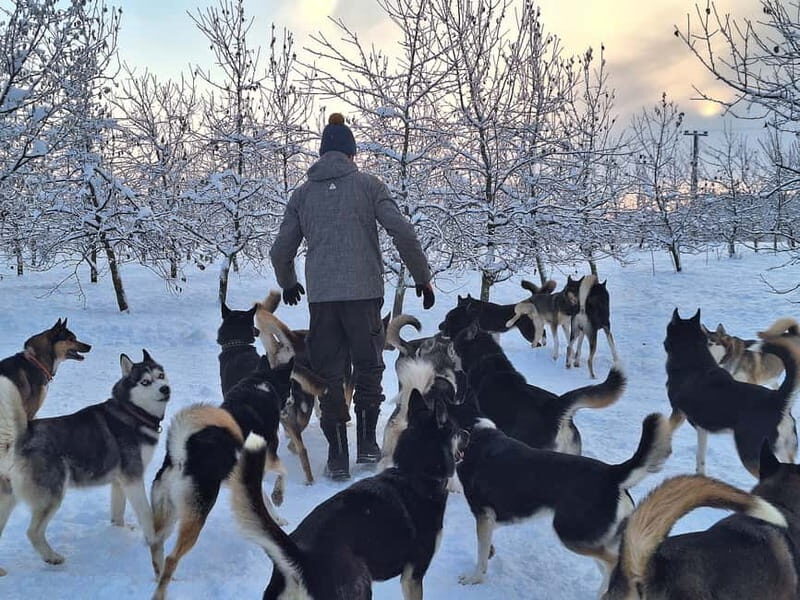 TARTU COUNTRY: SLED DOG TOUR AND KENNEL VISIT - Authenticity and Guest Experiences