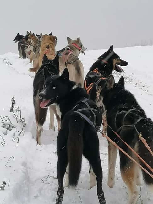 TARTU COUNTRY: SLED DOG TOUR AND KENNEL VISIT - Who Should Consider This Tour?