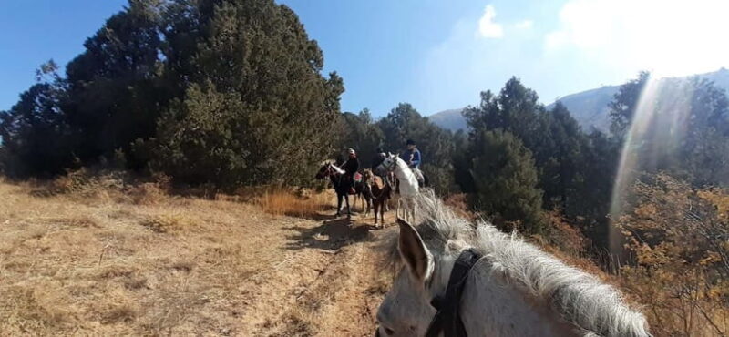Tashkent: 3-Day Horseback Riding Tour in Chimgan Mountains - An In-Depth Look at the 3-Day Horseback Riding Tour in Chimgan Mountains