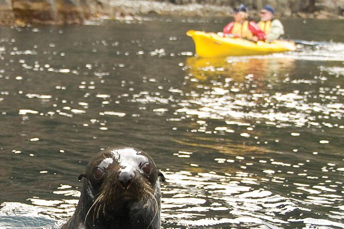 Tasman Peninsula full day kayaking tour - Good To Know