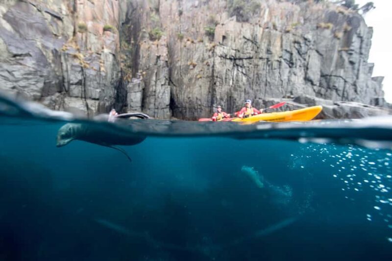 Tasman Peninsula Full-Day Sea Kayak Excursion - Wildlife Watching and Nature Close-Ups