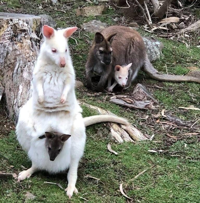 Tasmania 3-Day Bruny Island, Port Arthur Tour with Aurora Night - Port Arthur: another major stop, with the schedule to confirm