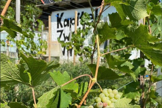Taste and Tour Small Organic Wineries With a Winemaker - Experience Highlights