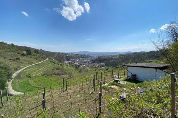 Taste and Tour Small Organic Wineries With a Winemaker - Transportation and Safety