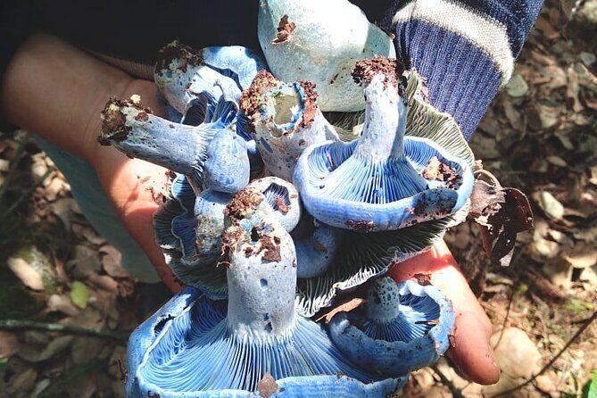 Taste and Tradition Acaxochitlán Culinary Tour from Mexico City - FAQ