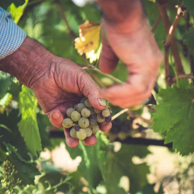 Taste Gallura: Try our products and discover our winery. - Good To Know